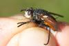 Peleteria rubescens