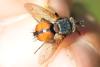 Peleteria rubescens