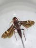 Glyptomorpha sp.