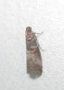 Acrobasis advenella