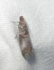 Acrobasis advenella