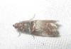 Acrobasis advenella