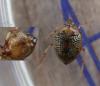 Peltodytes rotundatus