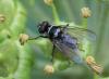 Limnophora tigrina