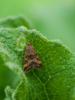 Pyrausta despicata