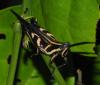 364153 – Photo : Bernard Perthuis – Guyane française