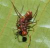 364205 – Photo : Bernard Perthuis – Guyane française