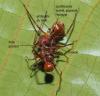 364305 – Photo : Bernard Perthuis – Guyane française