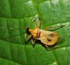 364127 – Photo : Bernard Perthuis – Guyane française