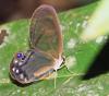 364287 – Photo : Bernard Perthuis – Guyane française