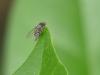 364272 – Photo : Sandor31 – France (31)