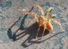 Zoropsis sp.