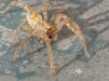 Zoropsis sp.
