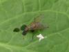 Helina impuncta