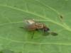 Helina impuncta