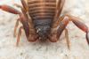 Hysterochelifer tuberculatus