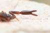 Hysterochelifer tuberculatus