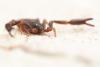 Hysterochelifer tuberculatus