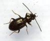 Bembidion lampros