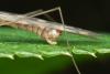 Tipula staegeri