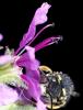 364320 – Photo : Bernard Mallet – France (95)