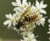 Dolichovespula sp.