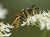 Dolichovespula sp.