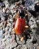 Penetretus rufipennis