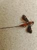 Glyptomorpha sp.