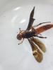 Glyptomorpha sp.