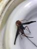 Glyptomorpha sp.
