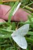 Campaea margaritaria