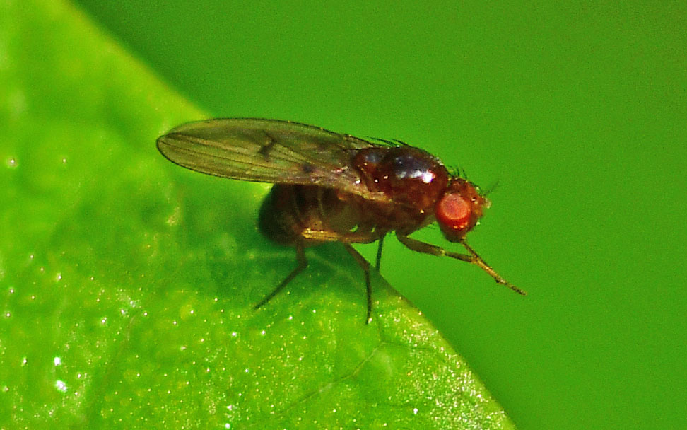 Oryctes - Drosophila sp. - réf. 364256 (972 x 608 pixels, 138 ko)