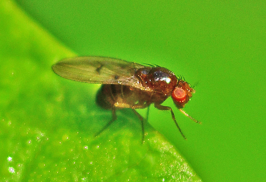Oryctes - Drosophila sp. - réf. 364260 (858 x 590 pixels, 132 ko)