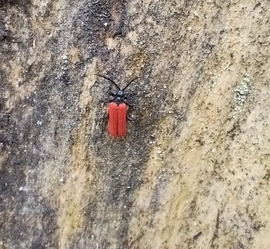 Guillaume Morand - Platycis minutus - réf. 364235 (875 x 807 pixels, 214 ko)