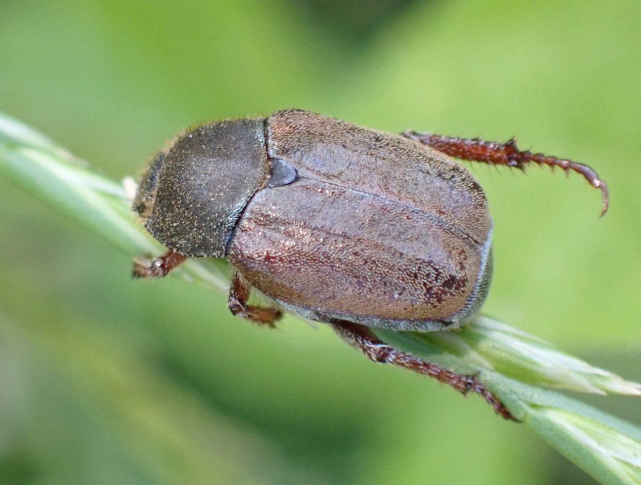 Catherine Reymonet-Smitten - Hoplia (Decamera) philanthus - réf. 364130 (1298 x 982 pixels, 162 ko)