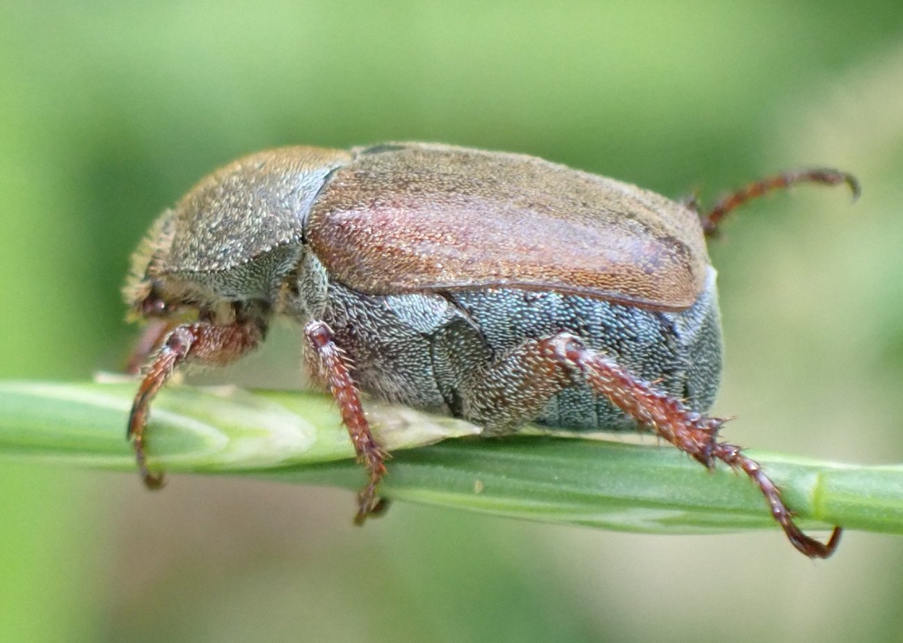 Catherine Reymonet-Smitten - Hoplia (Decamera) philanthus - réf. 364131 (1298 x 925 pixels, 173 ko)