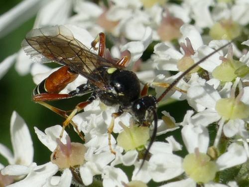 Ctenichneumon panzeri