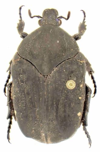 Réf. 365 588 : Gymnetis cordobana
