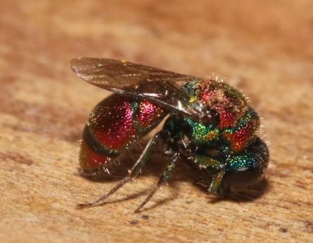 Chrysis cortii