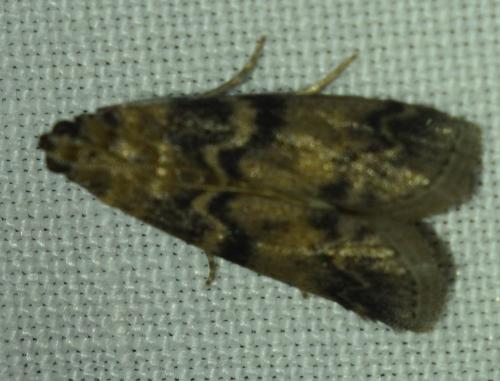 Euzophera pinguis