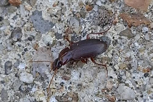 Platyderus depressus