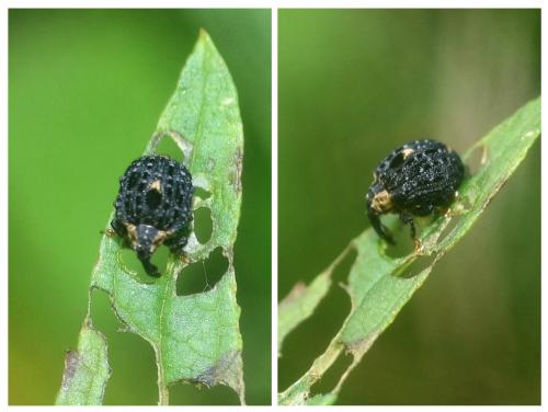 Cionus tuberculosus