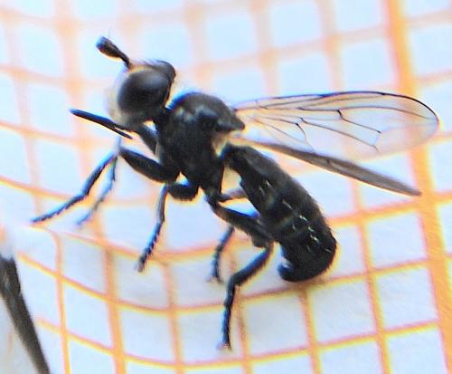 Thecophora cinerascens