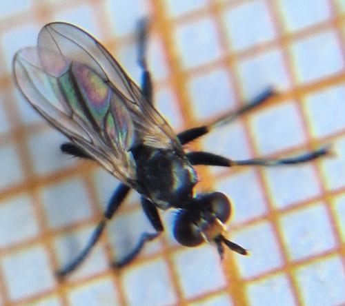 Thecophora cinerascens
