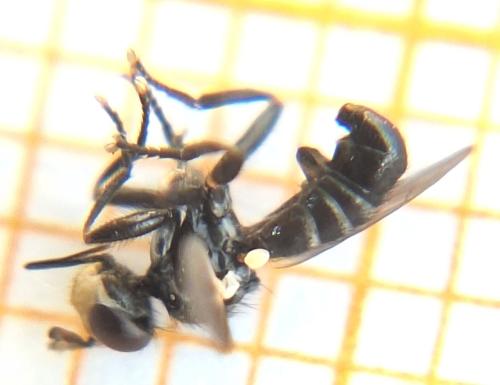Thecophora cinerascens