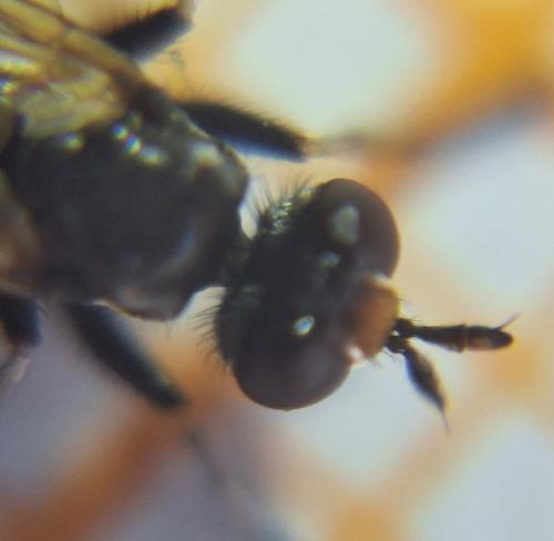 Thecophora cinerascens