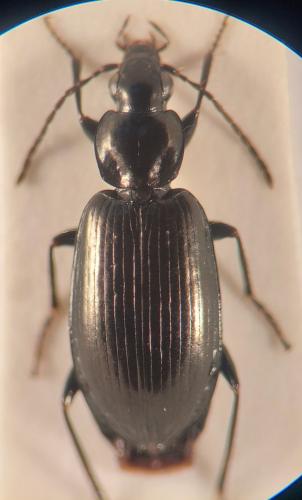 Agonum munsteri