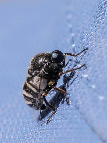 Ogcodes zonatus