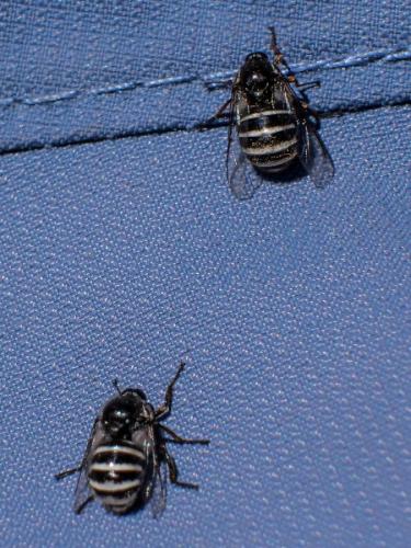 Ogcodes zonatus